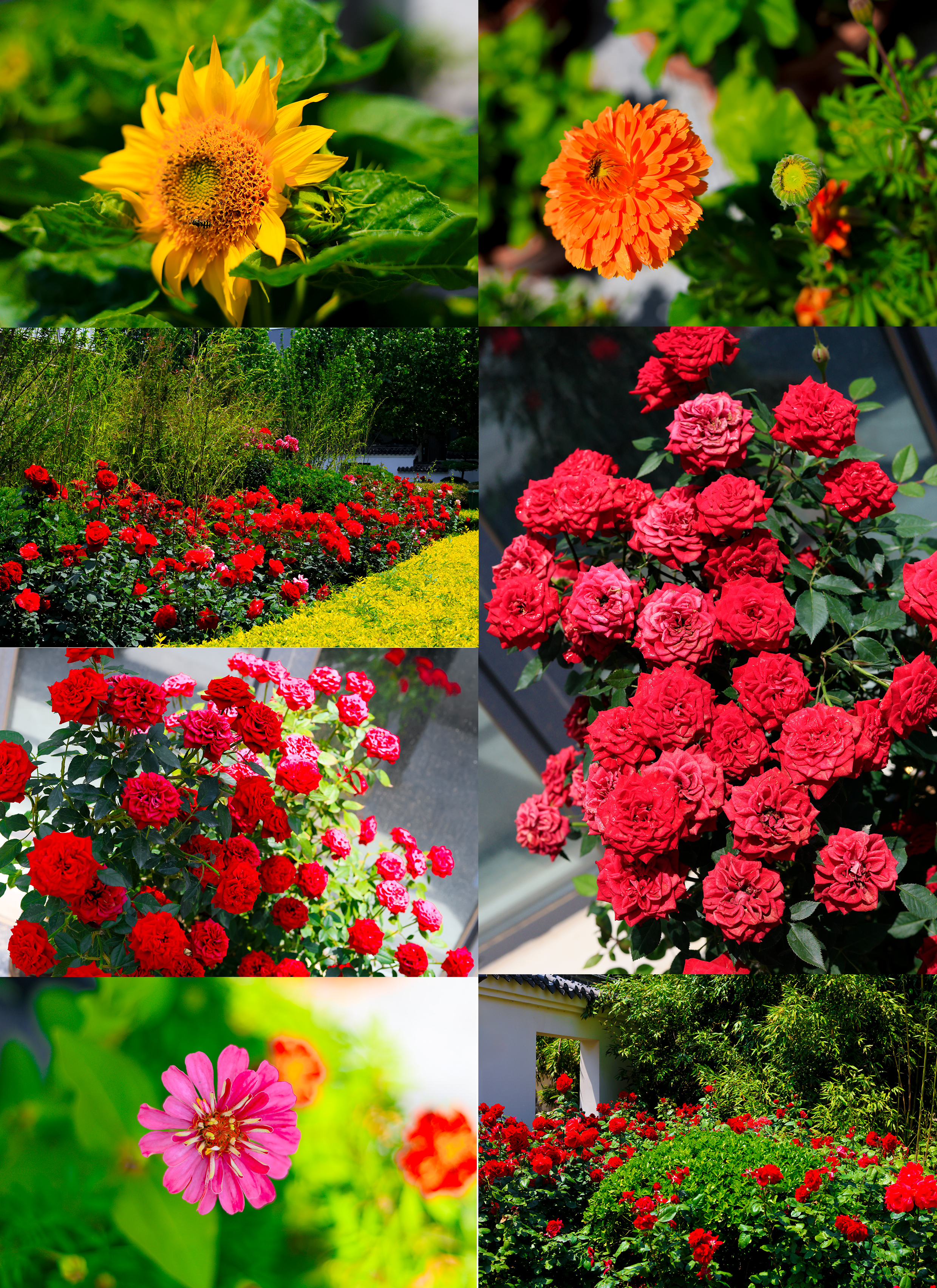 拼图 花.jpg